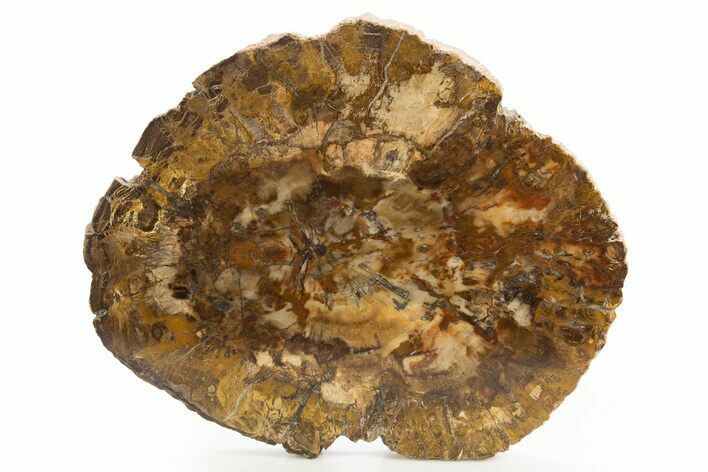 Colorful Petrified Wood (Araucaria) Round - Madagascar #327309